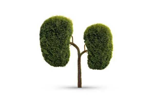 Ludzkie Nerki Model Wykonany Drzew Zielonymi Liśćmi Białym Tle Koncepcja — Zdjęcie stockowe