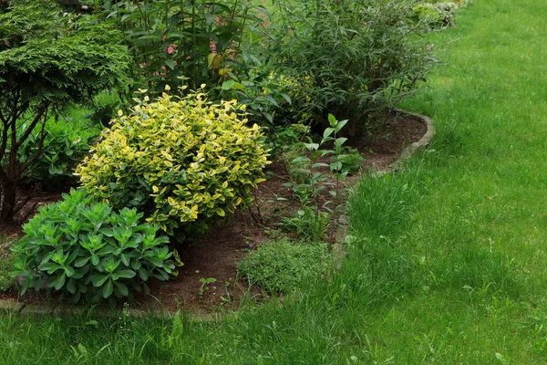 Hermoso Parterre Con Diferentes Plantas Aire Libre Jardinería Paisajismo — Foto de Stock