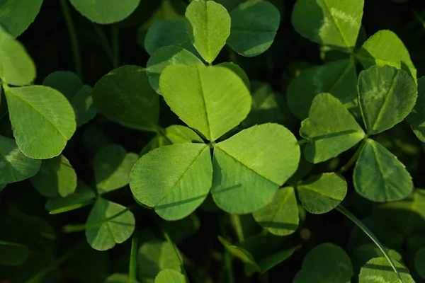 Close Uitzicht Prachtige Groene Klaverbladeren — Stockfoto