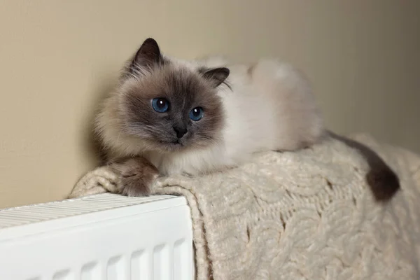 Cute Birman cat on radiator with knitted plaid indoors