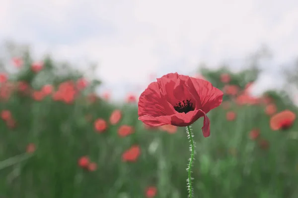 Gyönyörű Piros Mák Virág Növekszik Területen Közelkép — Stock Fotó