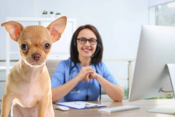 Veterinario Doc Con Adorable Perro Clínica —  Fotos de Stock