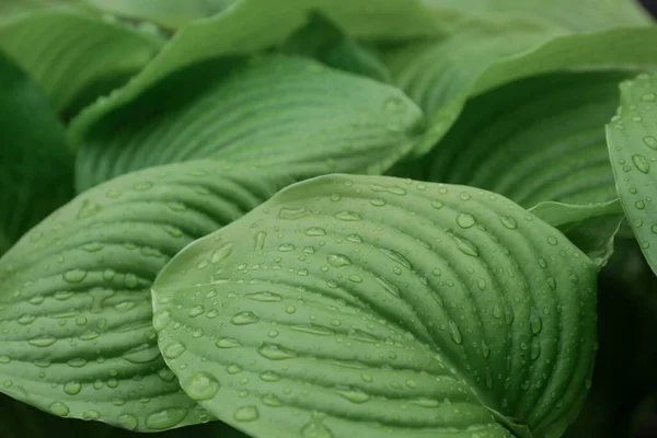 Närbild Hosta Växt Med Dagg Droppar — Stockfoto