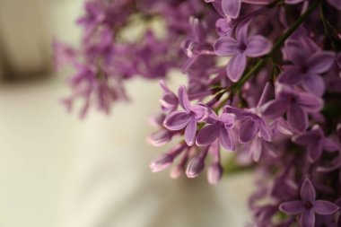 Bulanık arka planda güzel leylak çiçekleri, yakın plan. Metin için boşluk