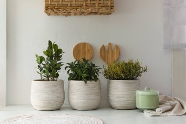 Mutfaktaki tezgahta farklı aromatik saksılar var.