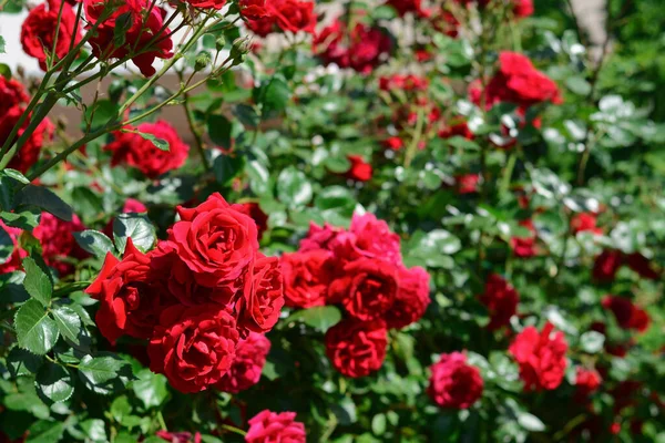 Όμορφη Ανθισμένη Τριανταφυλλιά Εξωτερικούς Χώρους Την Ηλιόλουστη Μέρα — Φωτογραφία Αρχείου
