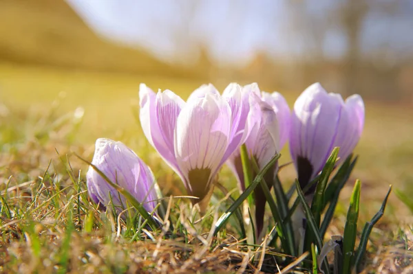 Friss Lila Crocus Virágok Nőnek Szabadban Közelről Tavaszi Szezon — Stock Fotó