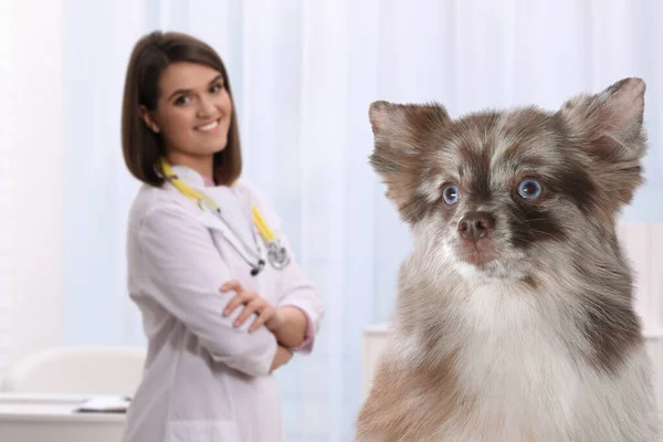 Tierarzt Doc Mit Entzückendem Hund Klinik — Stockfoto
