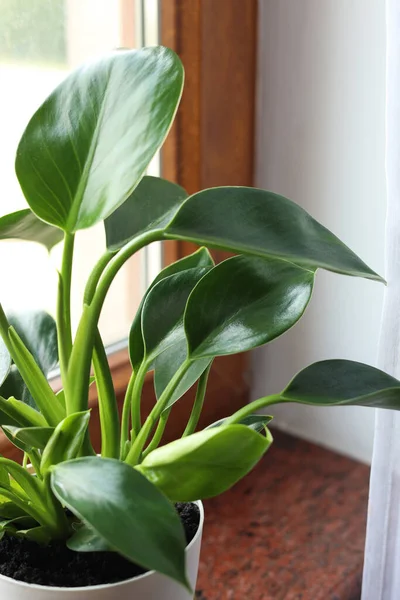 Beautiful Green Houseplant Window Sill Indoors Closeup — 스톡 사진