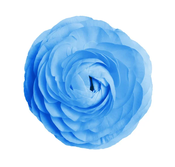 Beautiful Light Blue Ranunculus Flower White Background — ストック写真