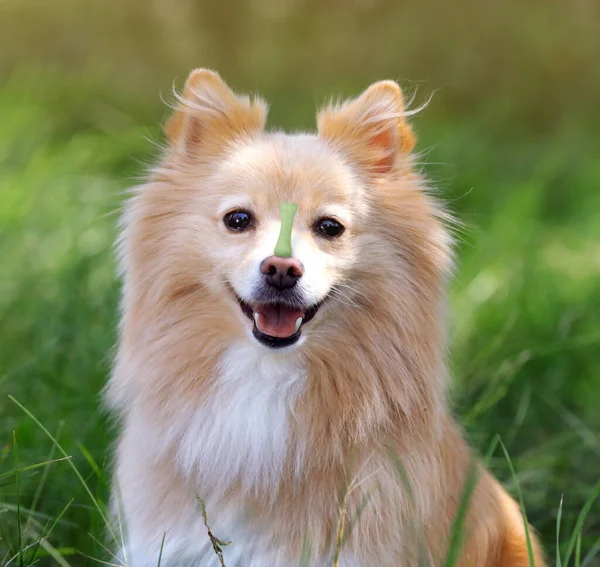 Adorable dog with bone shaped cookie on nose in park