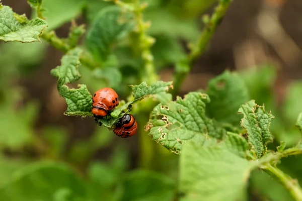 Larvae Colorado Beetles Potato Plant Outdoors Closeup — Stockfoto