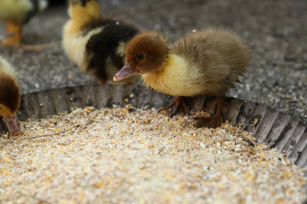 Schattig Pluizig Eendje Buurt Van Kom Zaad Mix Farmyard — Stockfoto