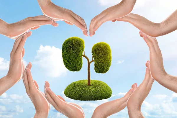 Tree in shape of human kidneys and people forming heart with their hands against blue sky, closeup. Health care concept