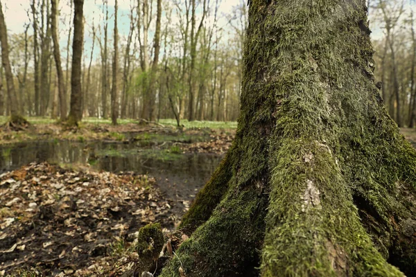 Grön Mossa Träd Skogen Närbild — Stockfoto