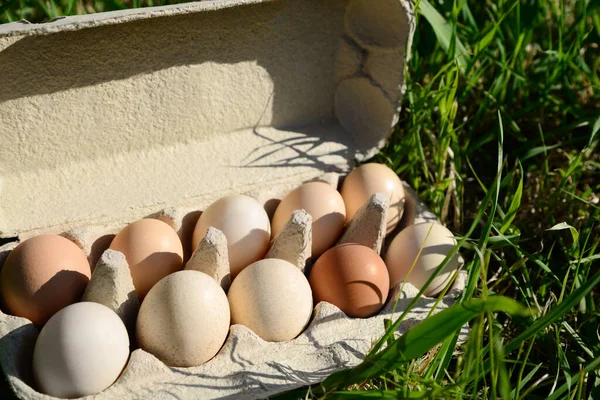 Carton Box Assorted Eggs Green Grass Outdoors — 스톡 사진