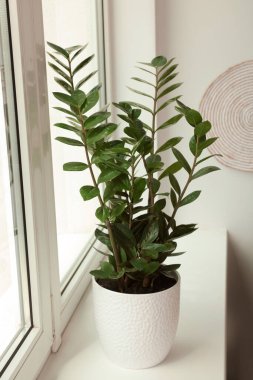 Zamioculcas in pot on windowhill in door. Ev bitkisi