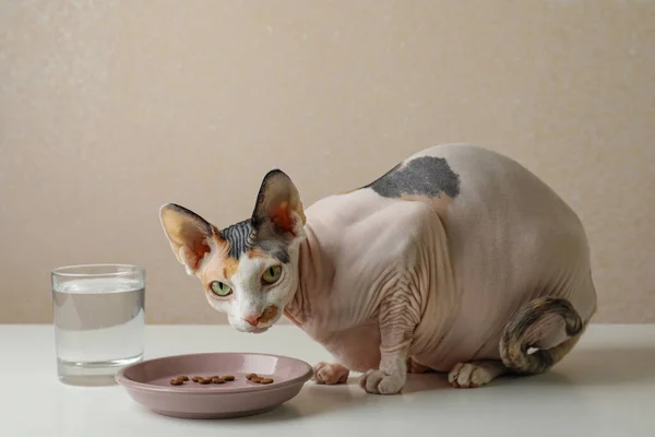 Красивая Кошка Сфинкс Рядом Тарелкой Мясом Белом Столе Бежевом Фоне — стоковое фото