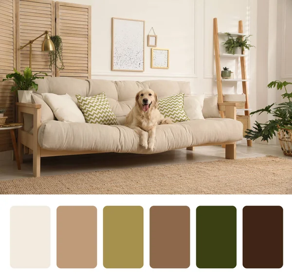 Color Palette Photo Adorable Dog Sofa Living Room Collage — 스톡 사진