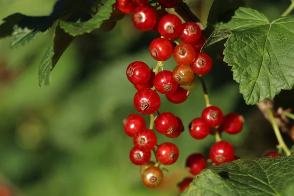 Closeup View Red Currant Bush Ripening Berries Outdoors Sunny Day — Stock Photo, Image