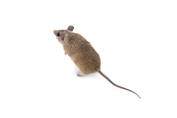 Small Cute Spiny Mouse White Background — Stock Photo, Image