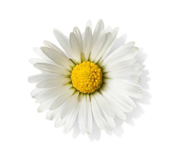 Beautiful Tender Daisy Flower Isolated White — 스톡 사진