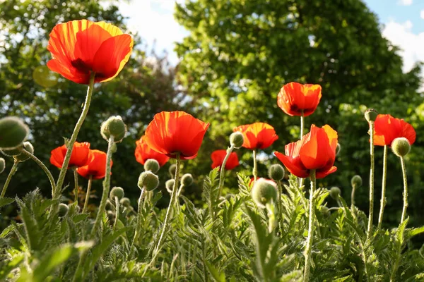 Piękne Czerwone Kwiaty Maku Zewnątrz Słoneczny Dzień Niski Kąt Widzenia — Zdjęcie stockowe
