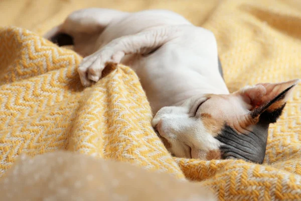 Beautiful Sleepy Sphynx Cat Soft Yellow Plaid Closeup — Stok fotoğraf