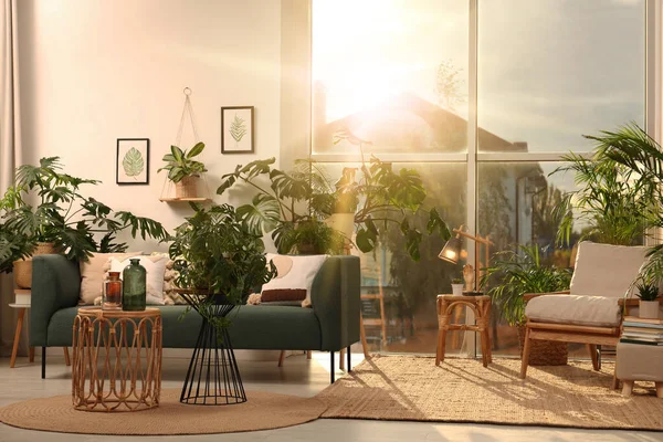 Beautiful Sunlit Living Room Stylish Sofa Different Houseplants — Stockfoto