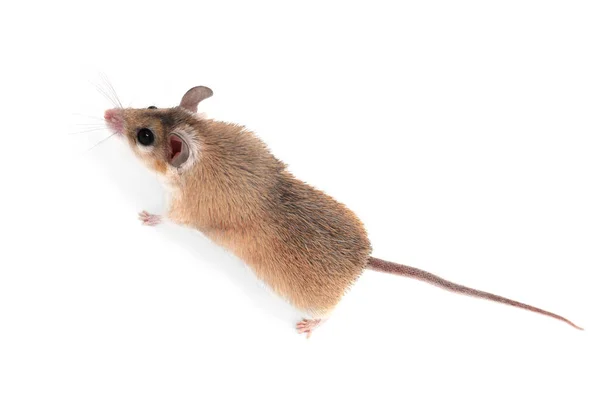 Piccolo Mouse Spinoso Carino Sfondo Bianco — Foto Stock
