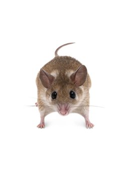 Beyaz arkaplanda küçük şirin dikenli fare