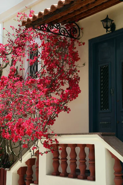 Plant with beautiful pink flowers near house entrance