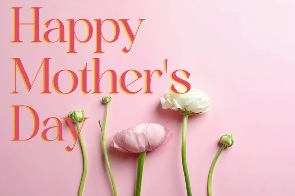 Feliz Día Madre Hermosas Flores Ranúnculo Sobre Fondo Rosa Plano — Foto de Stock