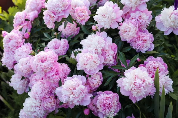 Blooming Peony Plant Beautiful Pink Flowers Outdoors Closeup — Stockfoto