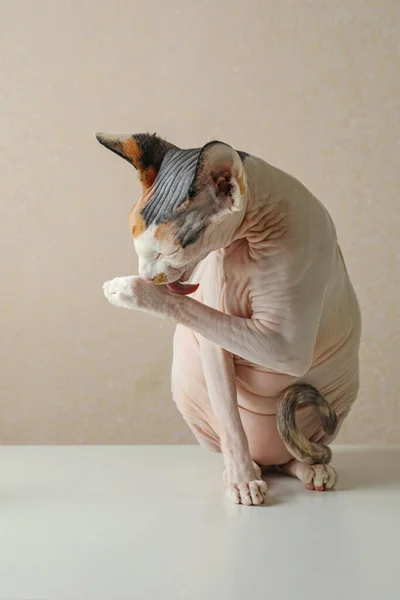 Beautiful Sphynx Cat White Table Beige Background — Foto de Stock