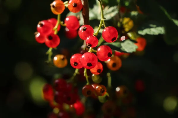 Nahaufnahme Von Roten Johannisbeersträuchern Mit Reifenden Beeren Unter Sonnenlicht Auf — Stockfoto
