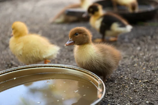 Cute Fluffy Ducklings Bowl Water Farmyard — Φωτογραφία Αρχείου