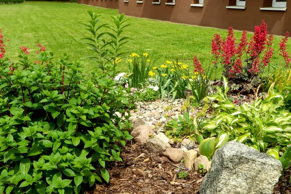 Beautiful Flowerbed Different Plants Outdoors Gardening Landscaping — Foto Stock