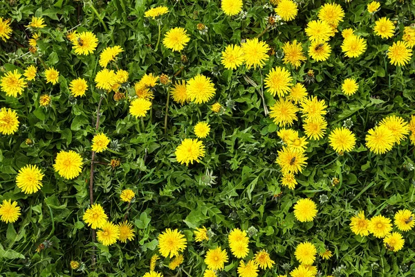 Beautiful Blooming Dandelions Green Meadow Top View — ストック写真