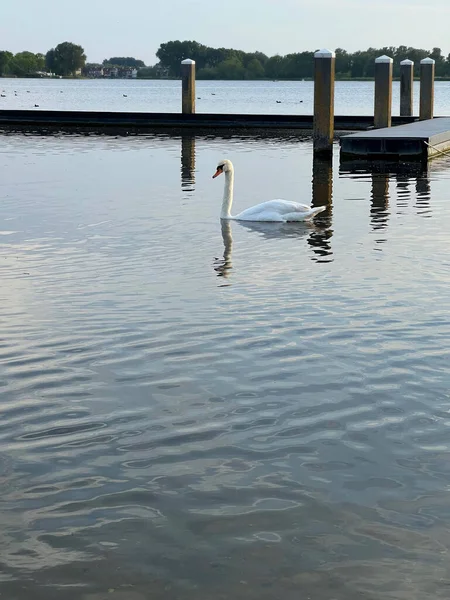 Beautiful White Swan Swimming Wooden Pier Lake — ストック写真