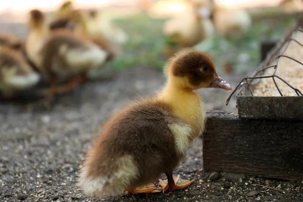 Cute Fluffy Duckling Feeder Farmyard — Fotografia de Stock