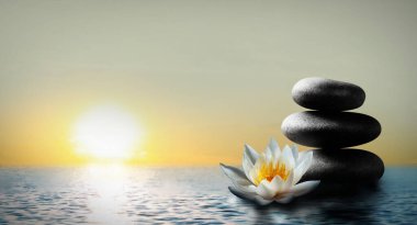 Zen, meditasyon, uyum. Güzel nilüfer çiçeği ve su yüzeyindeki taş yığını, metin için boşluk