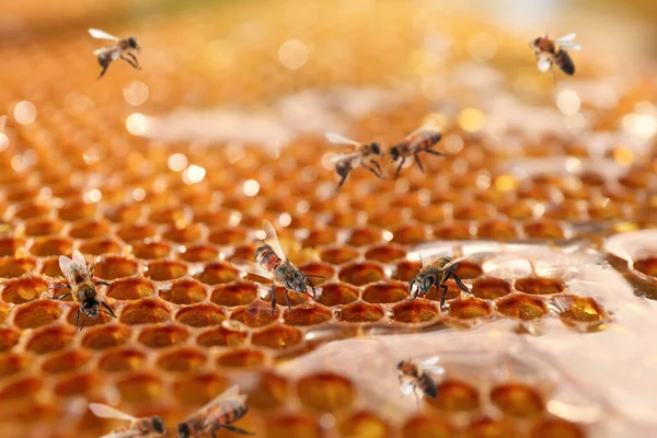 Unverschlossene Gefüllte Waben Und Bienen Nahaufnahme — Stockfoto