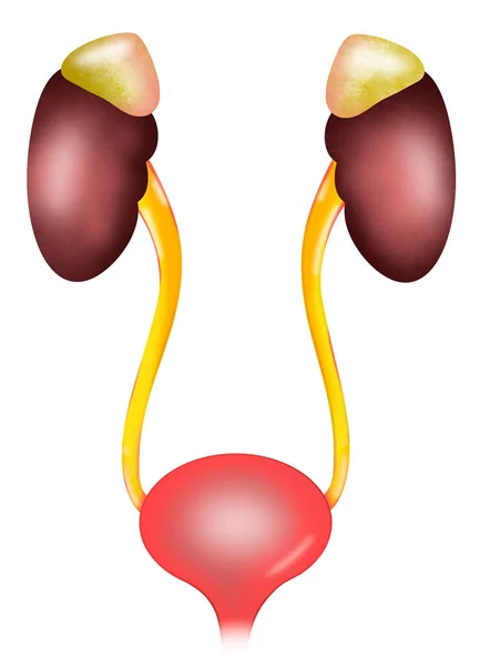 Illustration Kidneys Urinary System White Background Human Anatomy — стоковое фото