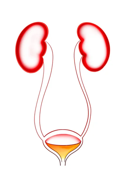 Illustration Kidneys Urinary System White Background Human Anatomy — Foto Stock