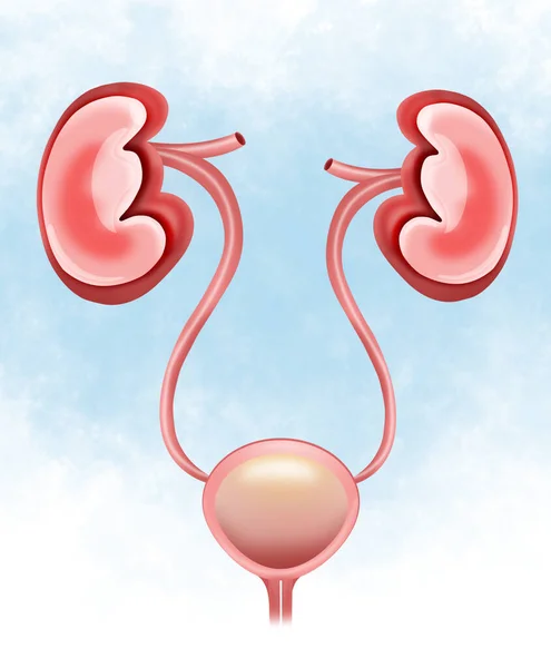 Illustration Kidneys Urinary System Light Background Human Anatomy — Stok fotoğraf