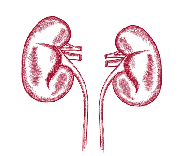 Illustration Kidneys White Background Human Anatomy — Fotografia de Stock