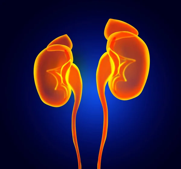 Illustration Kidneys Blue Background Human Anatomy — Stok fotoğraf