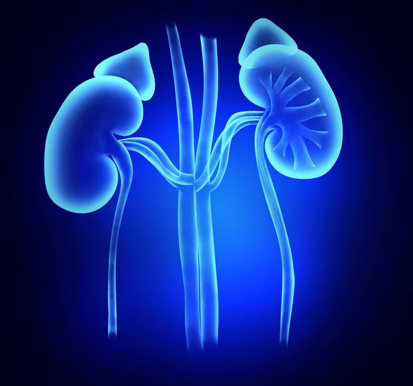 Illustration Kidneys Blue Background Human Anatomy — Stockfoto