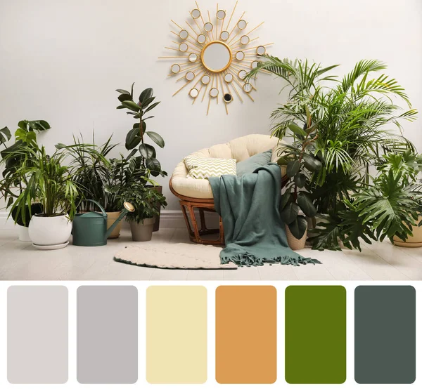 Color Palette Photo Lounge Area Interior Comfortable Papasan Chair Houseplants — 스톡 사진